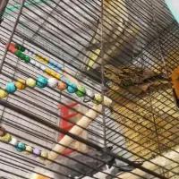 جفت عروس هلندی  و یک عدد سهره خاکی