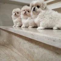 سه عدد پسر ویک دختر|سگ|بندر انزلی, پیل علی باغ|دیوار