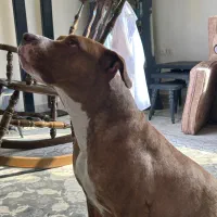 واگذاری سگ پیتبول اصلی