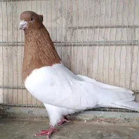 کفتر کله زرد نر کبوتر