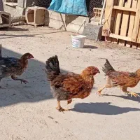 سه تا نیمچه خروس بومی گلین|حیوانات مزرعه|برخوار, |دیوار