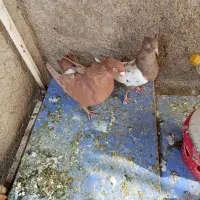 کفتر پلاکی|پرنده|شیراز, شهرک کوشکک|دیوار