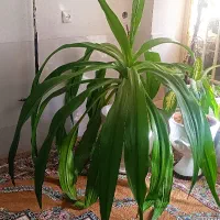 گل ذرتی|گل و گیاه طبیعی|شیراز, نصرآباد|دیوار