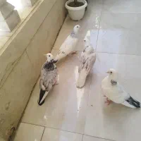کبوتر|پرنده|کرج, گلشهر|دیوار