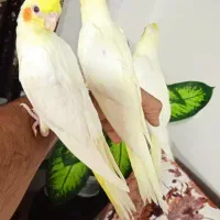سه عدد عروس ماده لتینوآماده
