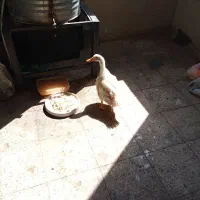 اردک|حیوانات مزرعه|پاکدشت, پاکدشت (مامازند)|دیوار