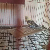 مرغ عشق ماده