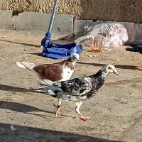 نقره ای