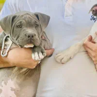 امریکن بولداک اصیل و خاص|سگ|کرمانشاه, |دیوار