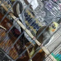 جفت عروس دستی باهوش