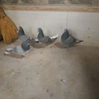 کبوتر مایه پرش سنگین|پرنده|تهران, آرژانتین|دیوار