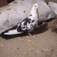 یک عدد سرور