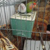 طوطیبرزیلی