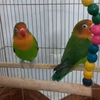 طوطی کوتوله برزیلی