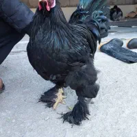 تخم مرغ نطفه دار مرندی|حیوانات مزرعه|شهرضا, |دیوار