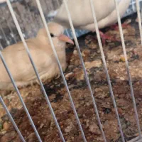 پرنده چینی|پرنده|مشهد, آبکوه|دیوار