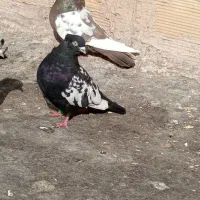 چهار جفت سینه پای هم جفتی 500پانصد|پرنده|زبرخان, |دیوار