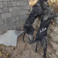 توله سگ سرابی|سگ|بهارستان, |دیوار