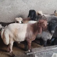 بره قصابی