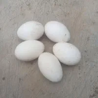 تخم غاز محلی 12الی۱۵تا