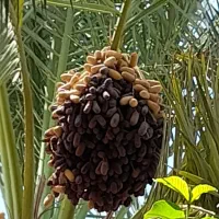 فروش  همه  نوع خرما