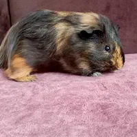 خوکچه خرگوش قفس خوکچه هندی فشن|موش و خرگوش|تهران, تهرانپارس غربی|دیوار