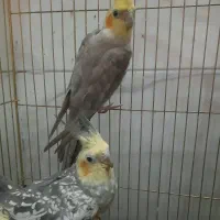 ۲عدد عروس هلندی مولد سالم وسرحال