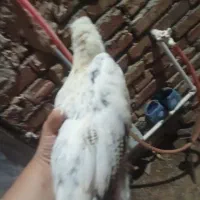 جوجه از بیست روزه تا سه ماه