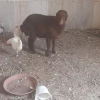 بره ماده افشاری