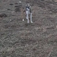 سگ گله نر|سگ|مرادلو, |دیوار