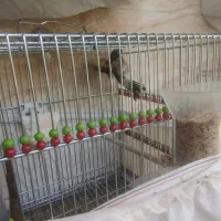 سهره دورگ|پرنده|خمینیشهر, |دیوار