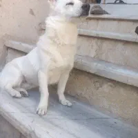 سگ اشپیتز|سگ|شیراز, سعدیه جنوبی|دیوار