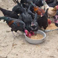 مرغ و خروس برای فروش|حیوانات مزرعه|برازجان, |دیوار