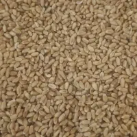 گندم|خدمات باغبانی و درختکاری|شوشتر, |دیوار