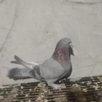 سرور|پرنده|نجفآباد, مزرعه طالب|دیوار