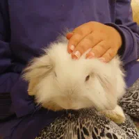 خرگوش لوپ تمیز و دستی و سرحال و بانمک|موش و خرگوش|یزد, |دیوار