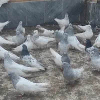 تعدادی کبوتر سالم و سرحال|پرنده|کشکسرای, |دیوار