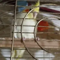 عروس هلندی لوتینو|پرنده|چابهار, |دیوار