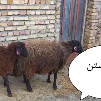 فروش قوچ و بره قوچ همو وهترو