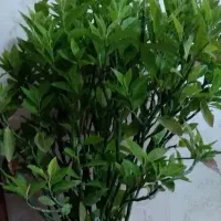 گل طبیعی|گل و گیاه طبیعی|رشت, دیانتی|دیوار