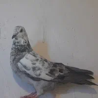 کبوتر|پرنده|گرگان, |دیوار