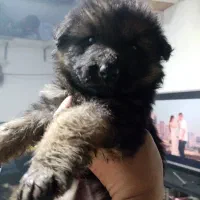 واگذاری  توله ژرمن های اصیل