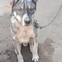 سگ سرابی نژاد دار|سگ|ملایر, |دیوار