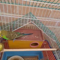 مرغ عشق|پرنده|فولادشهر, مسکن مهر فولادشهر|دیوار