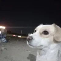 واگذاری سگ|سگ|هشتگرد, شهرک افشاریه|دیوار