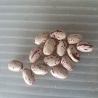 لوبیاچیتی