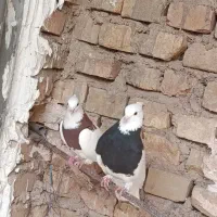 یه جفت طوقی به ضمانت فوری