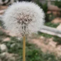 نیازمند سرویس مدرسه