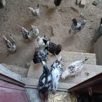 مرغ گلین اصل