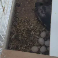 عروس هلندی مولد با تخم و لونه قفس و وسایل|پرنده|مرودشت, ژیان|دیوار